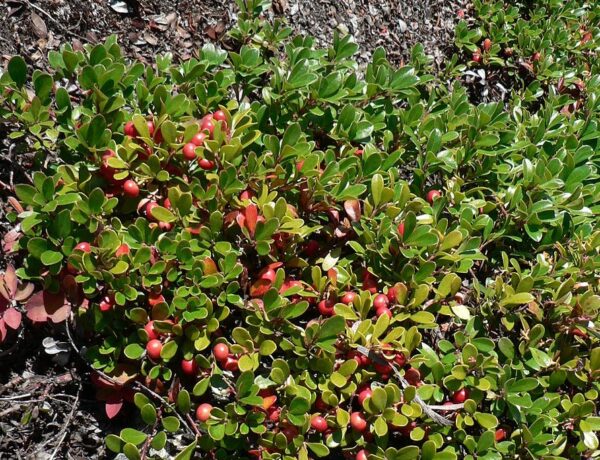 Uva Ursi Leaf ( Arctostaphylos uva ursi ) Natural Herbal Teas Alkaherbs 5