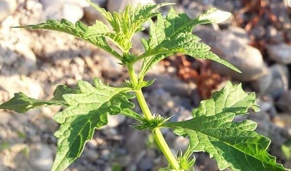 Bugleweed ( Lycopus americanus ) Natural Herbal Teas Alkaherbs 3
