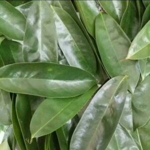 Soursop Leaves Natural Herbal Capsules Chemical free