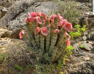 Hoodia (Kalahari cactus) Natural Herbal Capsules for Sale Alkaherbs 4