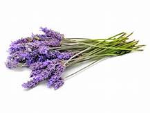 Lavender Flower (Lavandula angustifolia) Natural Herbal Teas herbs