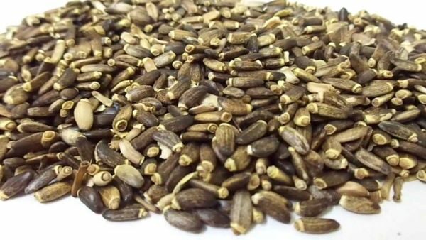 Milk Thistle Seed ( Silybum marianum ) Natural Herbal Teas herbs 3