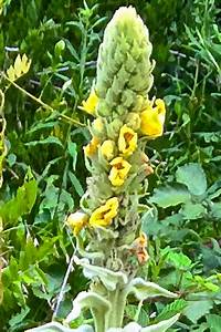 Mullein (Verbascum thapsus) Natural Herbal Teas asthma 4