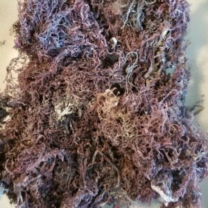 Purple Sea Moss-Jamaican ( Chondrus Crispus ) Natural Herbal Capsules Dr.Sebi