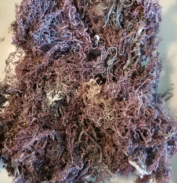 Purple Sea Moss-Jamaican ( Chondrus Crispus ) Natural Herbal Teas Dr.Sebi 3