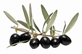 Olive Leaf Powder Natural Herbal Capsules Chemical free