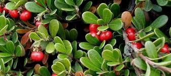 Uva Ursi Leaf ( Arctostaphylos uva ursi ) Natural Herbal Teas Alkaherbs 6