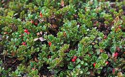 Uva Ursi Leaf ( Arctostaphylos uva ursi ) Natural Herbal Teas Alkaherbs 4