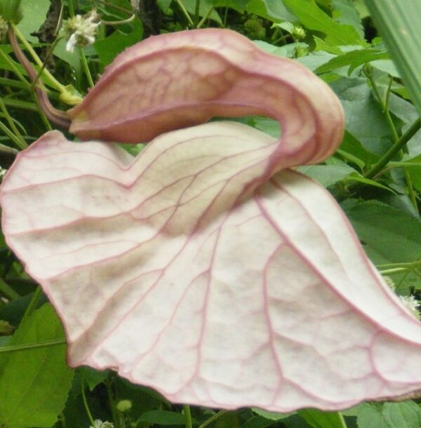Duck Flower (Aristolochia grandiflora) Dr. Sebi Products alkaline 3