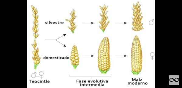 Teosinte (Alkaline Corn Flour Substitute) Food Alkaline corn 4