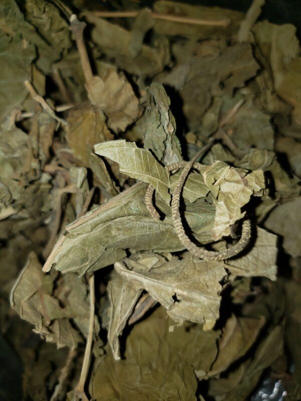 Cordoncillo negro (Piper aduncum) Natural Herbal Teas Anti-hemorrhagic 4