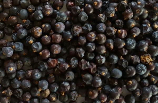 Juniper Berries (Juniperus communis) Herb 3
