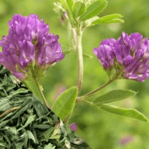 Alfalfa Leaf (Medicago sativa) Natural Herbal Teas alleviating allergies