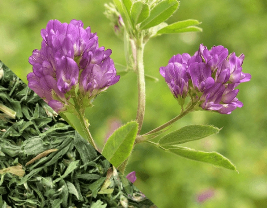 Alfalfa Leaf (Medicago sativa) Natural Herbal Teas alleviating allergies 2