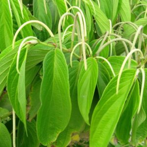 Cordoncillo negro (Piper aduncum) Natural Herbal Teas Anti-hemorrhagic 3