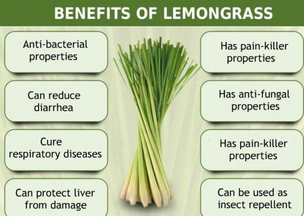 Wild Lemongrass (Cymbopogon citratus) Natural Herbal Teas 4