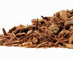 Yohimbe Bark (Pausinystalia johimbe) Natural Herbal Teas