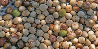 Maya Nut (Brosimum alicastrum) Powdered 1/4 lb. Powdered Herbs 4