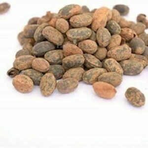 Pavana Seeds 1 oz. (Croton Tiglium) Herb